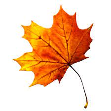 26 Gambar Wallpaper Daun Maple Background Daun Animasi Png 3 Png Image Fakta Menarik Daun Maple Di Serial Drama Korea Goblin Halama Seni Modern Gambar Daun