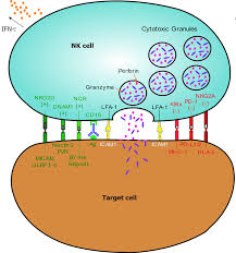 The role of nk cells is analogous to that of cytotoxic t cells in the vertebrate adaptive immune response. Natural Killer Cells In Pancreatic Cancer Stroma