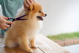 We did not find results for: Cat And Dog Grooming Near Me Www Macj Com Br