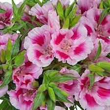 Bicolor Pink Godetia Flowers Fiftyflowers Com