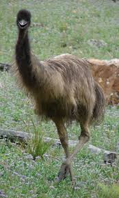 Damiria Machado Adli Kullanicinin Aves Domesticas E Silvestres Panosundaki Pin Hayvanlar Ve Kus