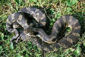 Animals Hognose Snake Snake Animals