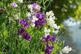 Green pea pods are dominae over yellow because during an experement of mendel he discovered that for every 428 green pea pods, there were 152 yellow pea pods creating a ratio of 2.84:1, i know this because i am in 7th. How To Grow Sweet Peas Thompson Morgan