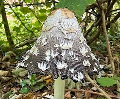 Image result for Coprinus comatus