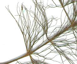 Image result for Ceratophyllum submersum