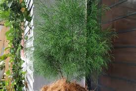 See full list on fredikurniawan.com Jenis Jenis Cemara Yang Tumbuh Di Indonesia