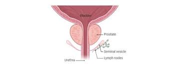 Image result for Prostate Anatomy