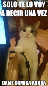 Meme Otros Los Gatos No Bromean Con La Comida Chistes Graciosos De Animales Chiste De Gatos Frases Divertidas Sobre Animales