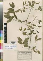 Image result for Hippocratea longipetiolata