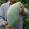 Harga buah hari ini diambil telah dibuat tim hargabulanini.com (hbi) dirangkum dari berbagai sumber dan bisa dijadikan referensi jika harga buah yang anda dapatkan ini tidak jauh berbeda dengan kumpulan harga buah segar yang ditawarkan oleh supermarket, minimarket dan. Https Encrypted Tbn0 Gstatic Com Images Q Tbn And9gcsb3dtllxwwzfngvcxs B2bbnywbkhps5abnwdj5sqw Esi Jvv Usqp Cau