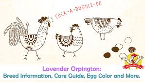 lavender orpington breed information care guide egg color