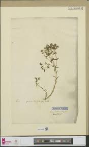 Image result for Pachylobus osika