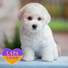 Bichon Frise Puppies for Sale from Europe 🐈 Ukraine