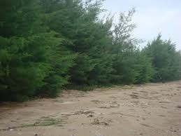 Cemara laut yang bernama latin casuarina equisetifolia adalah tanaman cemara yang sering ditemui di pantai atau pesisir laut. Mct Hijaukan Pantai Tuban Dengan Cemara Laut Casuarina Equisetifolia Mangrove Center Tuban