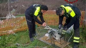 Trivellazioni roccia e sabbia, individuazione falde acquifere, manutenzione pompe,ripristino pozzi già esistenti, pozzi geotermici e. Cane Cade In Un Pozzo Al Don Bosco Salvato In Via Valerio Flacco