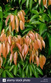 Résultat de recherche d'images pour "lychee trees"