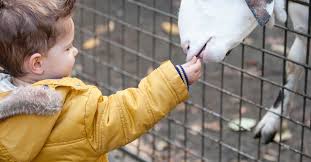 It spans over 265 acres of natural habitats, and it's home to over 8,000 animals (600 species)! The 10 Best Petting Zoo Party Planners In Jersey City Nj 2021