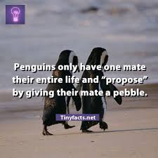 High quality penguin soulmate quote gifts and merchandise. 54 Penguin Love Quotes Ideas In 2021 Penguin Love Penguins Penguin Love Quotes