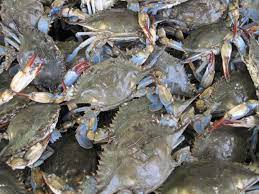 Warmer Winters Could Lead To Longer Blue Crab Season In Chesapeake Bay Eurekalert Science News