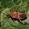 Box elder bugs, also known as box elder beetles, can be of a nuisance for a homeowner, especially during the fall and spring time. Https Encrypted Tbn0 Gstatic Com Images Q Tbn And9gcr Jk Otz6narsri45zriz2dj2p Tadkik0bl3go7vx Bfhpmwj Usqp Cau