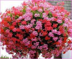 Image result for Geranium vagans