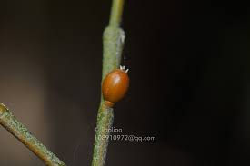 Image result for Viscum bagshawei