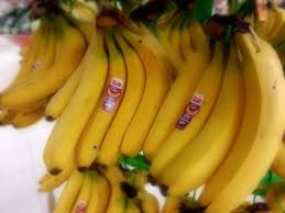 Pisang cavendish banyak dikembang biakan menggunakan metode kultur jaringan. Which Banana Varieties Are Suitable For Banana Fritters Delishably