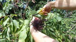 Auch in ihrem garten ist der holunderstrauch fabelhaft nützlich. Kleines Abc Der Erntehilfen Holunderbeeren Ernten Entsaften Und Entgiften Erleb Bar