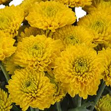 Southern africa is home to the pompom tree (dais cotinifolia), hardy in u.s. Pom Flowers Cheaper Than Retail Price Buy Clothing Accessories And Lifestyle Products For Women Men