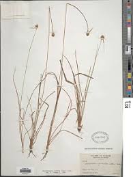 Image result for Rhynchospora holoschoenoides