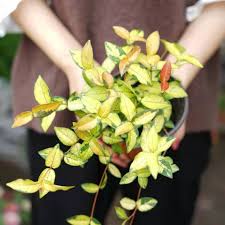 Image result for Trachelospermum