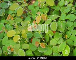 Image result for Desmodium scorpiurus