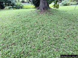 Image result for Dactyloctenium australe