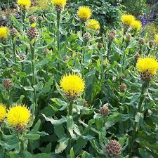 Centaurea Macrocephala Perennial Cornflower Seeds Easy Plants To Grow Plants Perennials