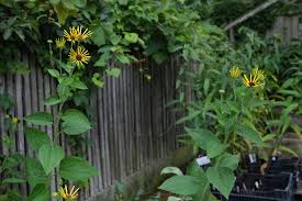 Image result for Ottelia kunenensis