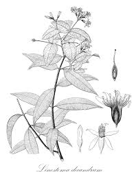 Image result for Synandrodaphne paradoxa