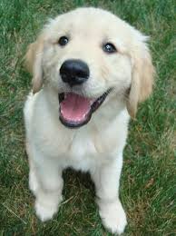 Golden retriever puppies houston area. Duncan The Golden Retriever Dogs Golden Retriever Golden Retriever Retriever