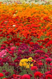 Standing Out In The Crowd Beautiful Flowers Plants Beautiful Gardens