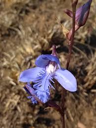 Image result for Disperis dicerochila