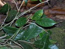 Image result for Erythroxylum zambesiacum
