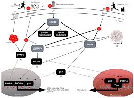 Here's our collection of vegetarian recipes. Nutrients Free Full Text Carbohydrate Restriction In Type 1 Diabetes A Realistic Therapy For Improved Glycaemic Control And Athletic Performance Html