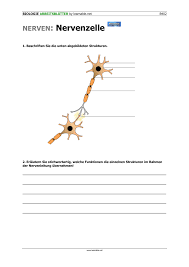 N&z es un cuerpo de baile que interviene espacios mediante el movimiento, el baile, la danza, la escultura humana. Nervenzelle Unterrichtsmaterial Im Fach Biologie Zellen Nervenzellen Anatomie Und Physiologie