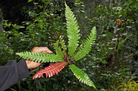 Image result for Blechnaceae