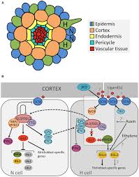The nucleus and other structural organization called organelles. Frontiers Cell Fate Determination And The Switch From Diffuse Growth To Planar Polarity In Arabidopsis Root Epidermal Cells Plant Science
