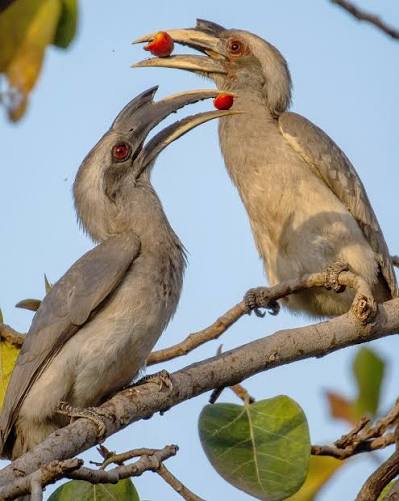 Indian Grey Hornbill Gir