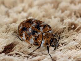 Was sind das für larven die ich öfters in meiner wohnung. Teppichkafer So Sehen Sie Aus Das Konnen Sie Tun Bildderfrau De