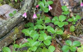 Image result for Linnaea borealis