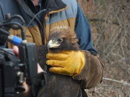 Golden Eagle #16-1934