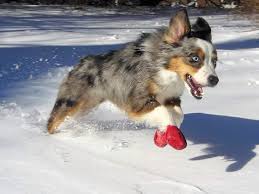 Cleaning the coffee machine is an essential intervention vital to maintaining top machinery performance and the high quality of the beverages produced. Best Dog Snow Boots In 2021