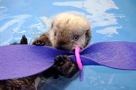 To a sea urchin, crab or clam, a sea otter is a fearsome predator. Rescued Sea Otter Pup Hardy Moves Into Nursery At Vancouver Aquarium Ocean Wise S Aquablog